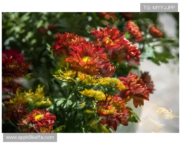 凯发娱乐城：体验最精彩的线上娱乐盛宴，尽享丰富多彩的游戏玩法